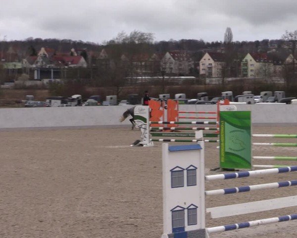 Reitturnier Zwickau 2024