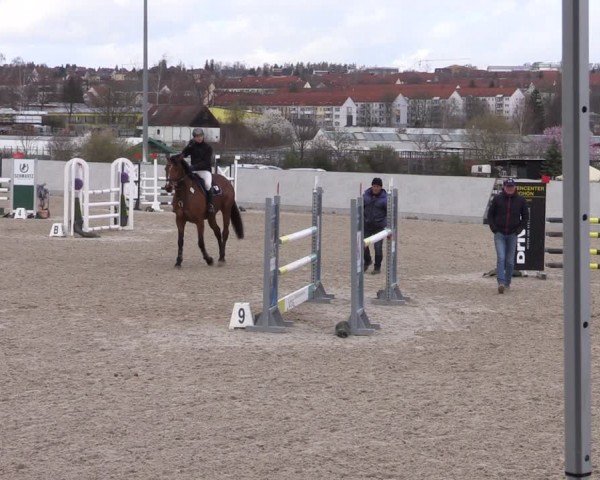 Reitturnier Zwickau 2024