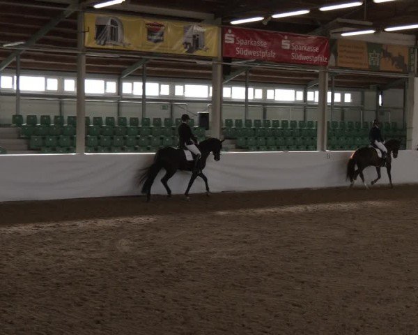 Reitturnier Zweibrücken-Landgestüt / Halle 2024