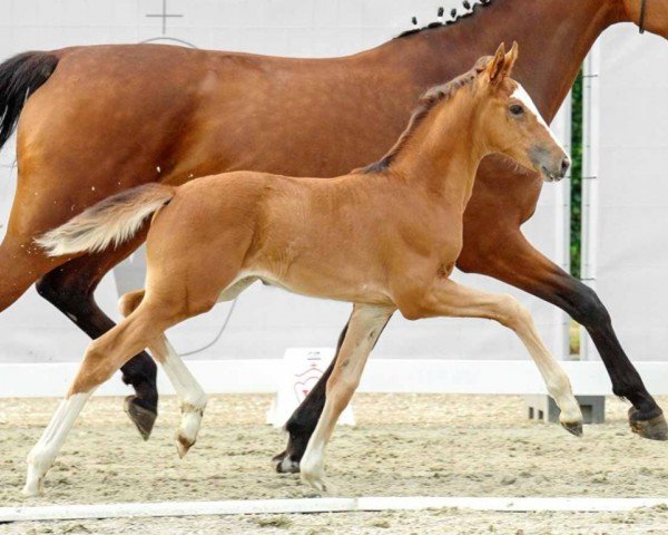 broodmare Zafira (Westphalian, 2022, from Zoom)