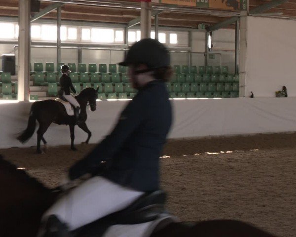 Reitturnier Zweibrücken-Landgestüt / Halle 2024