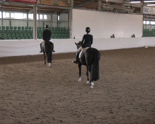 Reitturnier Zweibrücken-Landgestüt / Halle 2024