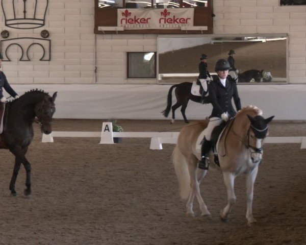 Reitturnier Zweibrücken-Landgestüt / Halle 2024