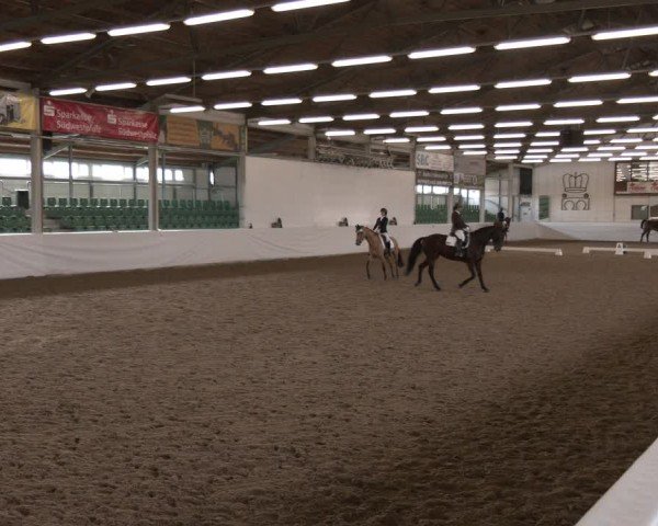 Reitturnier Zweibrücken-Landgestüt / Halle 2024