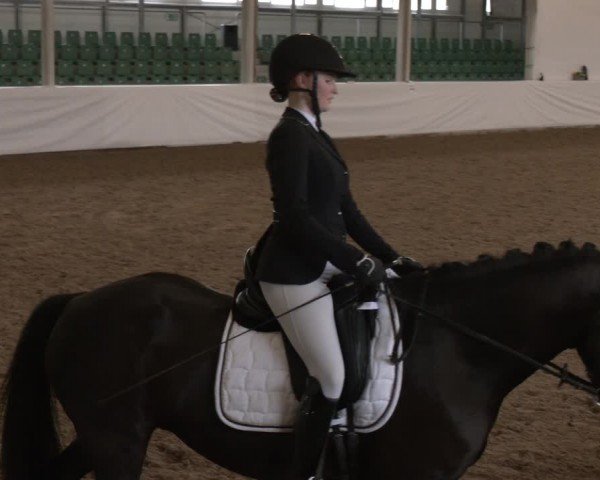 Reitturnier Zweibrücken-Landgestüt / Halle 2024
