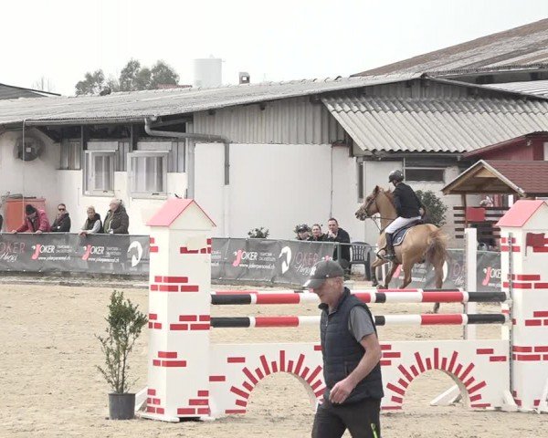 Reitturnier Giubiasco 2024