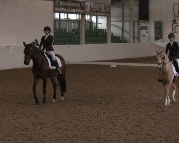 Reitturnier Zweibrücken-Landgestüt / Halle 2024