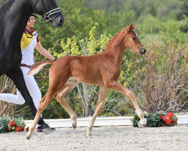 horse Quanto Fino (German Sport Horse, 2021, from Quaterback)