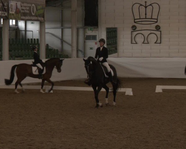 Reitturnier Zweibrücken-Landgestüt / Halle 2024