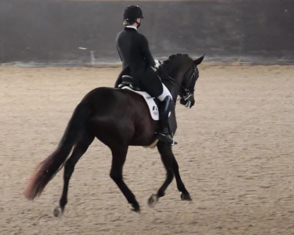 Reitturnier Weil der Stadt 2024