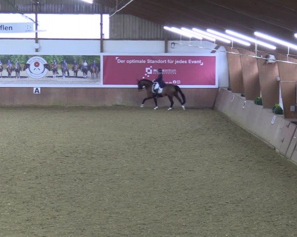 Reitturnier Bad Salzuflen 2024