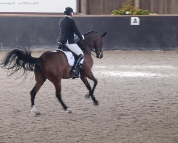 Reitturnier Weil der Stadt 2024