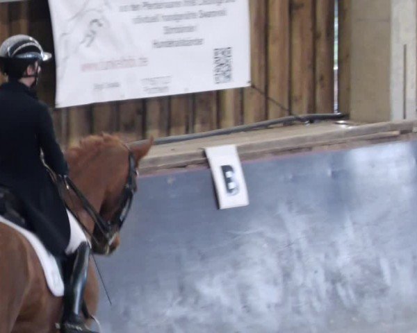 Reitturnier Weil der Stadt 2024