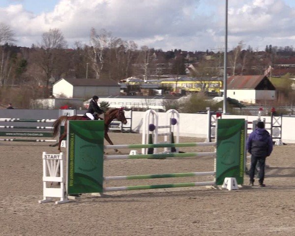 Reitturnier Zwickau 2024