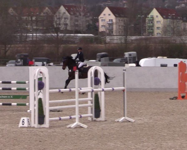 Reitturnier Zwickau 2024