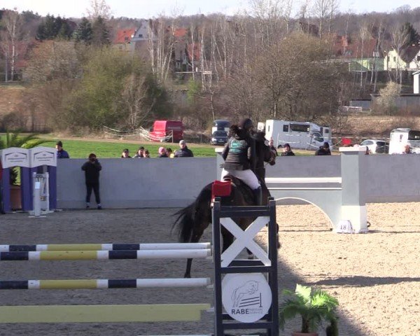 Reitturnier Zwickau 2024