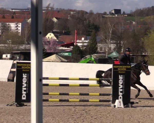 Reitturnier Zwickau 2024