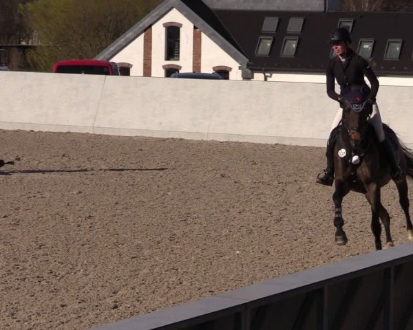 Reitturnier Zwickau 2024