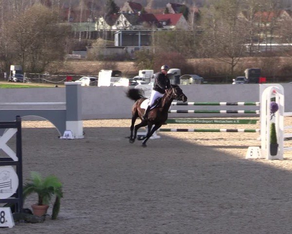Reitturnier Zwickau 2024