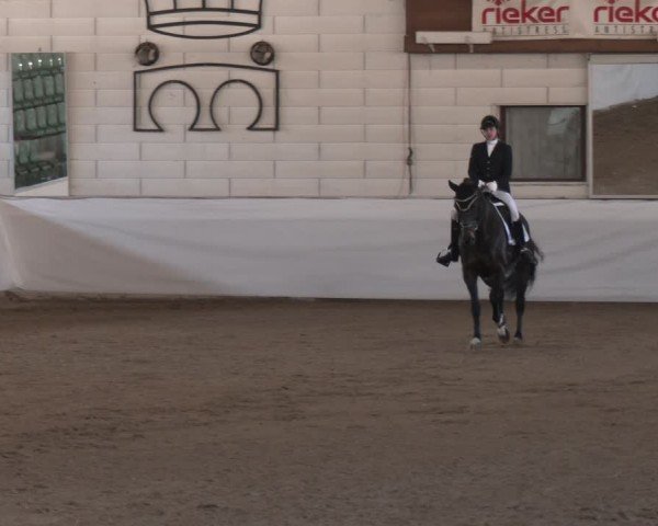 Reitturnier Zweibrücken-Landgestüt / Halle 2024