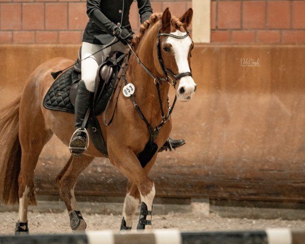Springpferd Bentano 6 (Deutsches Reitpony, 2016, von Basall)