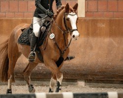 jumper Bentano 6 (German Riding Pony, 2016, from Basall)