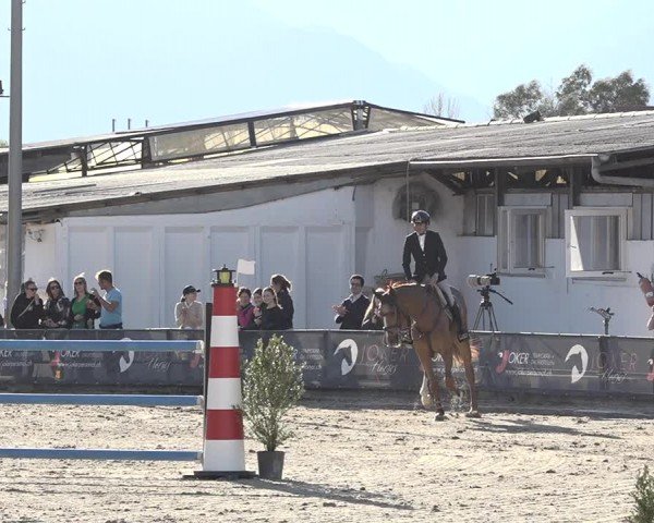 Reitturnier Giubiasco 2024