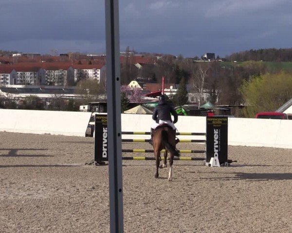 Reitturnier Zwickau 2024