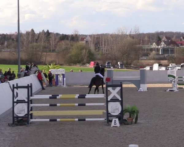 Reitturnier Zwickau 2024