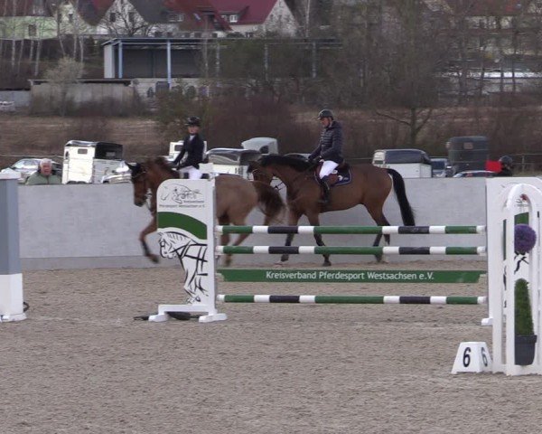 Reitturnier Zwickau 2024