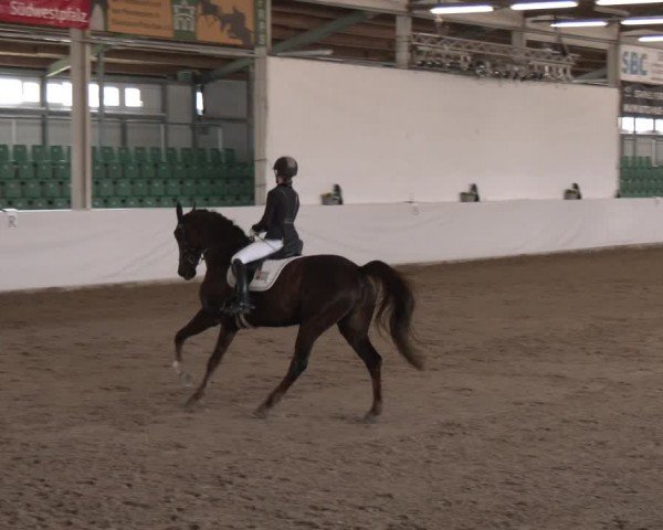 Reitturnier Zweibrücken-Landgestüt / Halle 2024