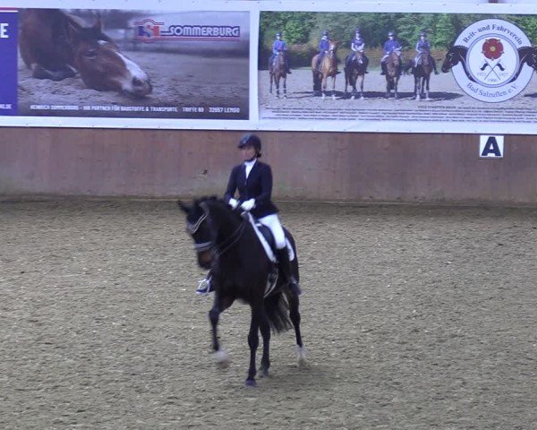 Reitturnier Bad Salzuflen 2024