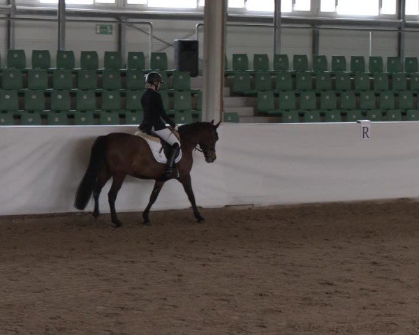 Reitturnier Zweibrücken-Landgestüt / Halle 2024