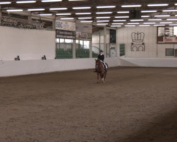 Reitturnier Zweibrücken-Landgestüt / Halle 2024