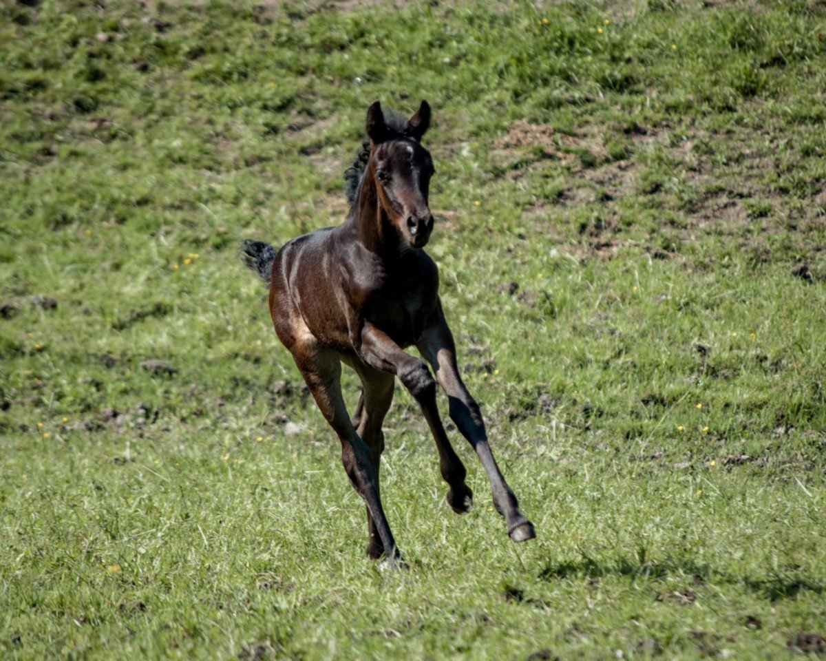 horse Bittersweet Experience (Austrian Warmblood, 2023, from Fürst Otto)