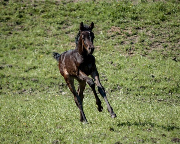 horse Bittersweet Experience (Austrian Warmblood, 2023, from Fürst Otto)