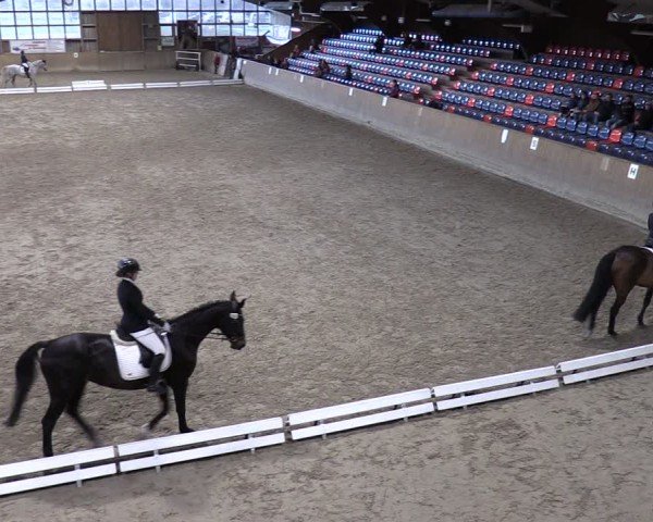 Reitturnier Krumke 2024