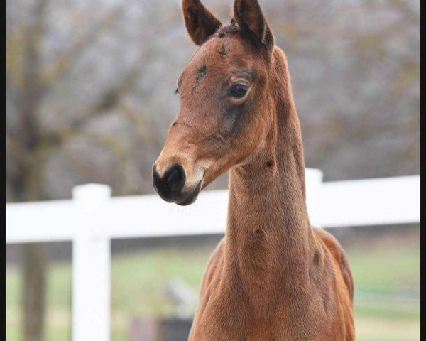horse Confess Lady (German Sport Horse, 2021, from Confess Color)