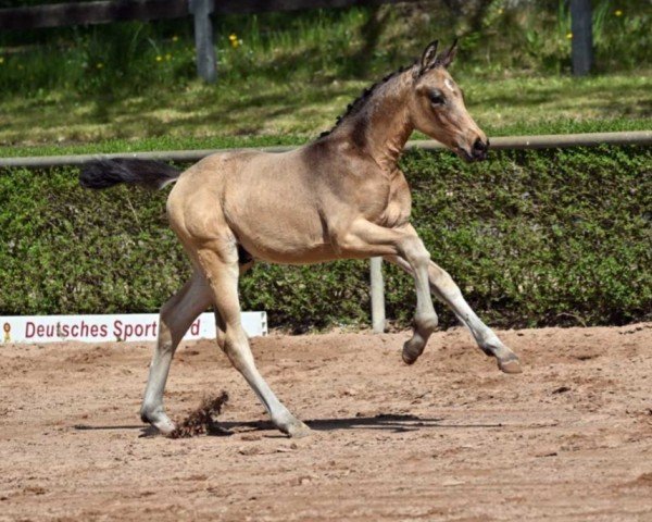 Pferd Quiditsch (Deutsches Sportpferd, 2022, von Qaside Md)