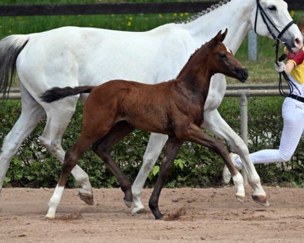 horse Verbace (German Sport Horse, 2022, from Vivanero)
