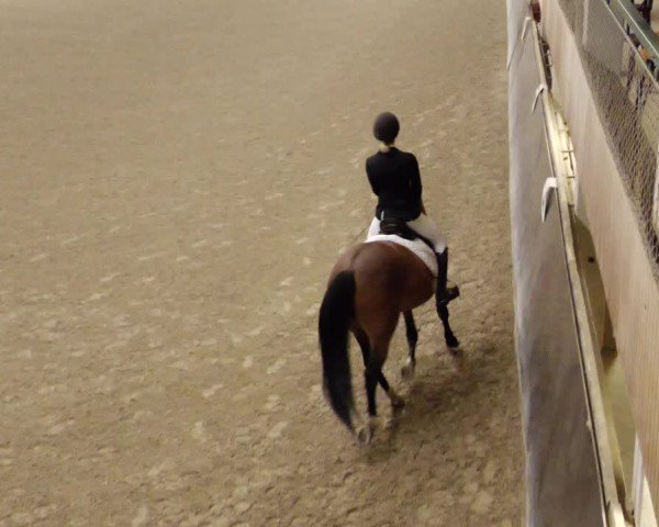 Reitturnier Weil der Stadt 2024