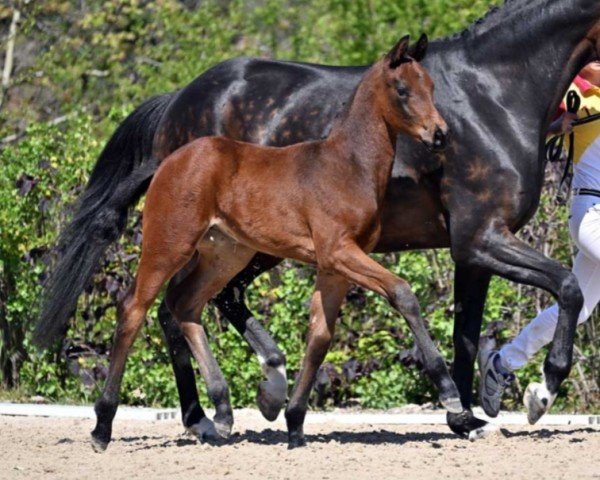 horse Flower Power (German Sport Horse, 2022, from Fynch Hatton)