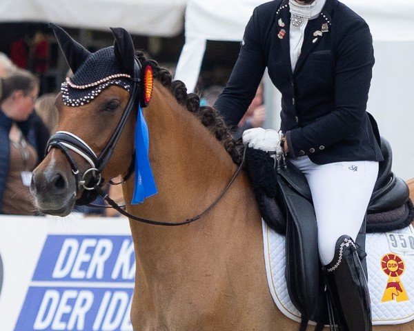 broodmare DSP En vogue (German Riding Pony, 2020, from Cosmopolitan NRW)