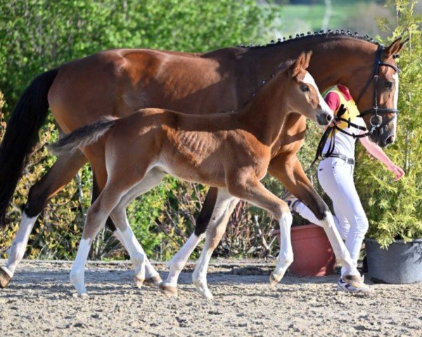 horse Ottawa (German Sport Horse, 2022, from DSP Oganero P)