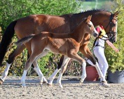 Pferd Ottawa (Deutsches Sportpferd, 2022, von DSP Oganero P)