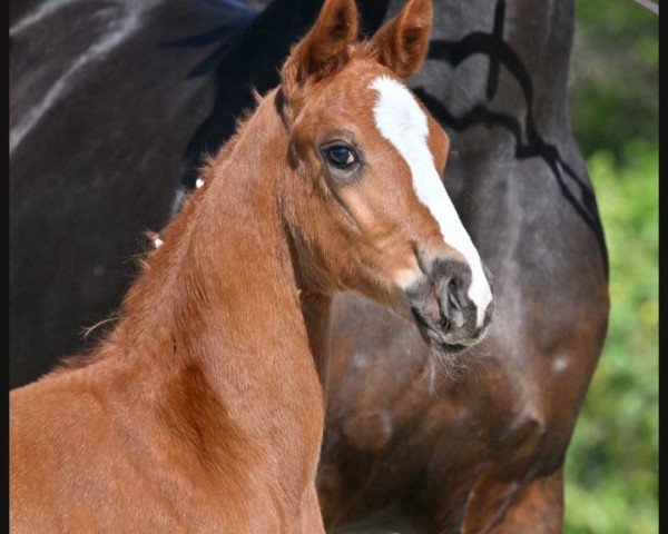 Pferd Frieda (Deutsches Sportpferd, 2022, von Fürst Wilhelm)