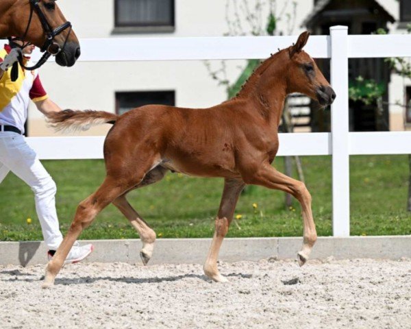 Pferd Ivette (Deutsches Sportpferd, 2022, von Iowa Gold)