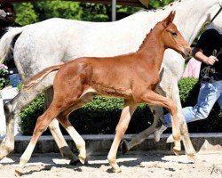 horse Hengst von Escaneno / Bonds (Oldenburg, 2023, from Escaneno)