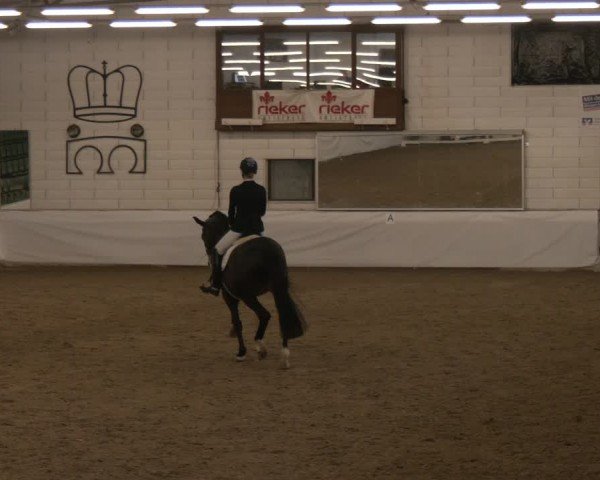 Reitturnier Zweibrücken-Landgestüt / Halle 2024