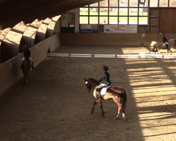 Reitturnier Krumke 2024
